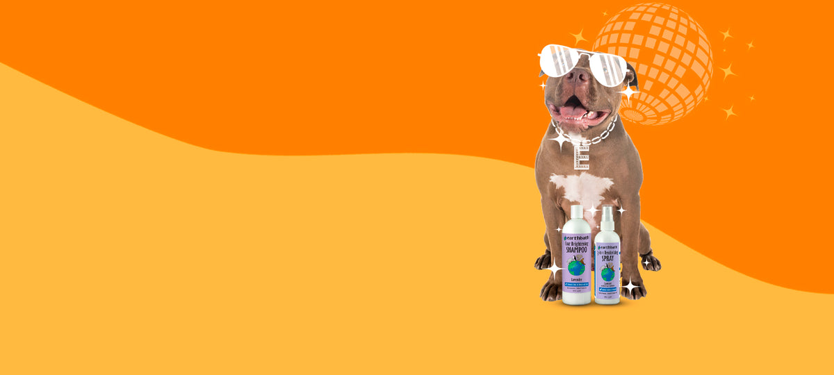 pit bull dog with sunglasses on orange backround